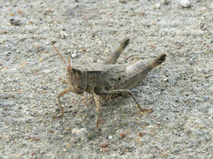 Dichromorpha viridis