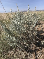 Artemisia frigida