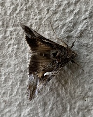Autographa gamma