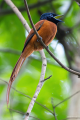 Terpsiphone rufiventer somereni