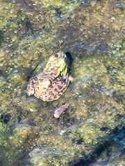 Lithobates septentrionalis