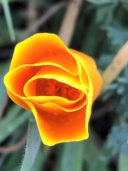 Eschscholzia