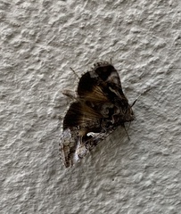 Autographa gamma