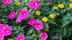 Calibrachoa
