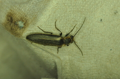 Denticollis denticornis