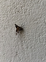 Autographa gamma