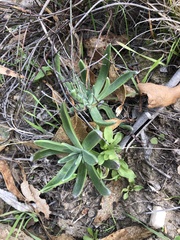 Dudleya lanceolata