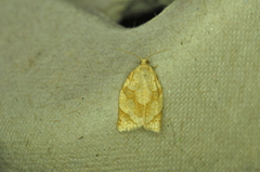 Adoxophyes negundana