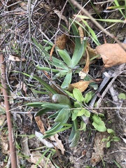 Dudleya lanceolata