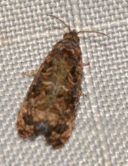 Endothenia hebesana