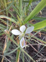 Oenothera lindheimeri