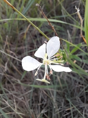 Oenothera lindheimeri