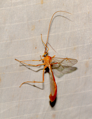 Enicospilus americanus-complex