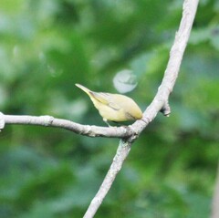 Setophaga petechia