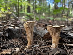 Turbinellus floccosus