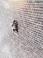 Lacinipolia laudabilis