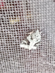 Lacinipolia laudabilis