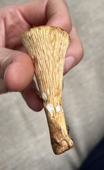 Turbinellus floccosus