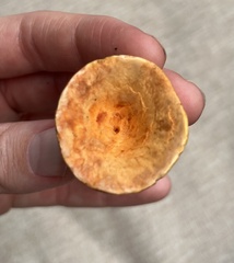 Turbinellus floccosus