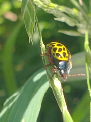 Calligrapha polyspila