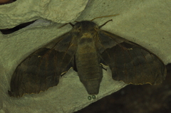 Pachysphinx modesta
