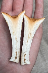 Turbinellus floccosus