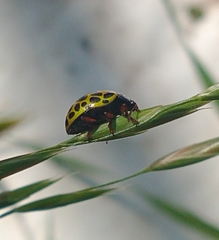 Calligrapha polyspila