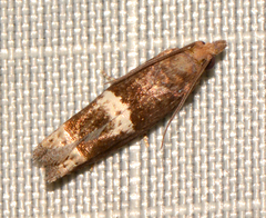 Eucosma parmatana