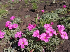 Oxalis heterophylla