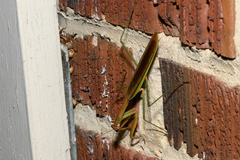 Tenodera sinensis