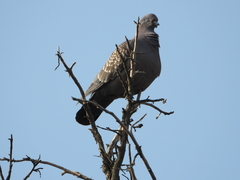 Patagioenas maculosa