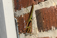 Tenodera sinensis