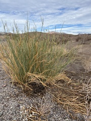 Asclepias subulata