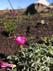 Oxalis heterophylla