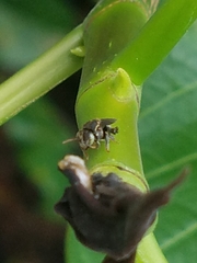 Nannotrigona perilampoides