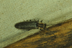 Denticollis denticornis
