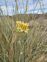 Asclepias subulata