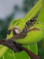 Nannotrigona perilampoides