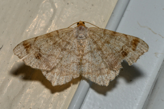 Macaria bisignata