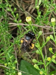 Melissodes bimaculatus