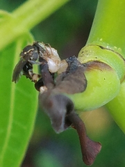 Nannotrigona perilampoides