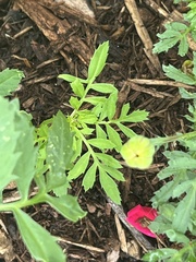 Tagetes erecta