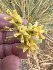 Asclepias subulata