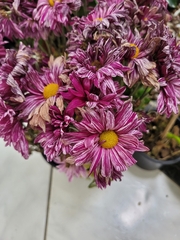 Chrysanthemum morifolium