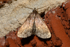 Idia lubricalis