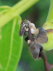 Nannotrigona perilampoides