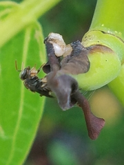 Nannotrigona perilampoides