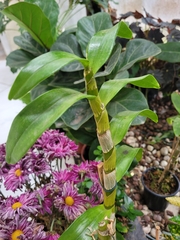Dendrobium nobile