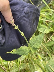 Salvia pratensis