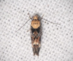 Mompha lacteella